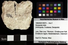 Foto (Objket + Etiketten) von Decapoda indet. 